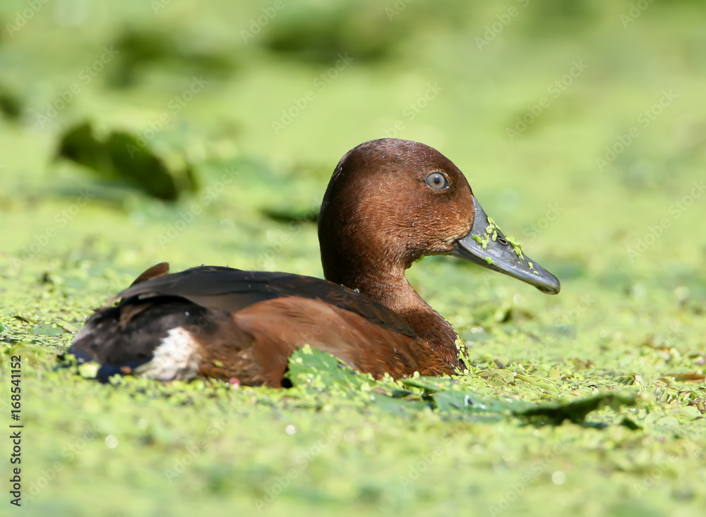 Extra close up portrait female of  white-eyed pochard (Aythya nyroca).