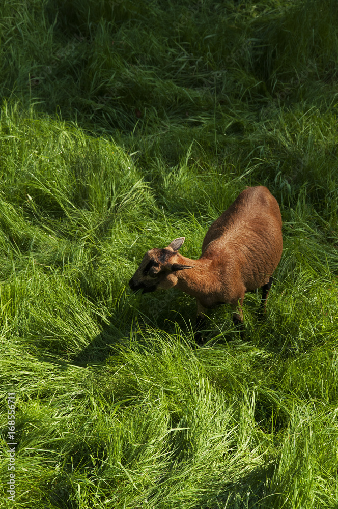 Goat eating grass 