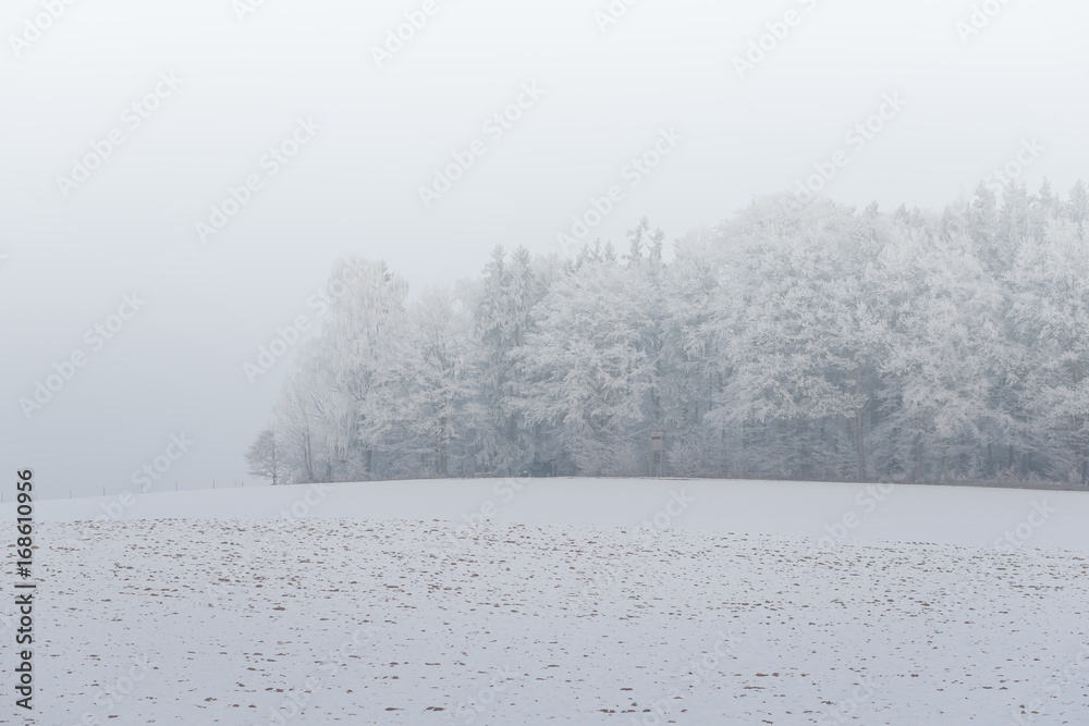 foggy winter landscape - frosty trees in snowy forest