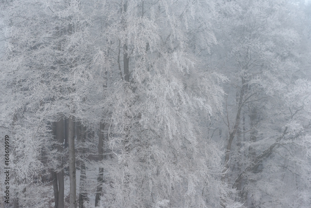 foggy winter landscape - frosty trees in snowy forest