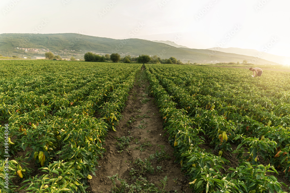 harvesting helper picking up ripe bell pepper at plantation in the evening sunlight