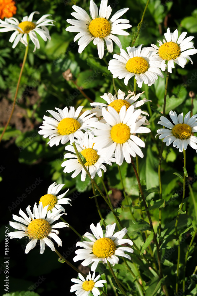 Chamomile flowers, landscape