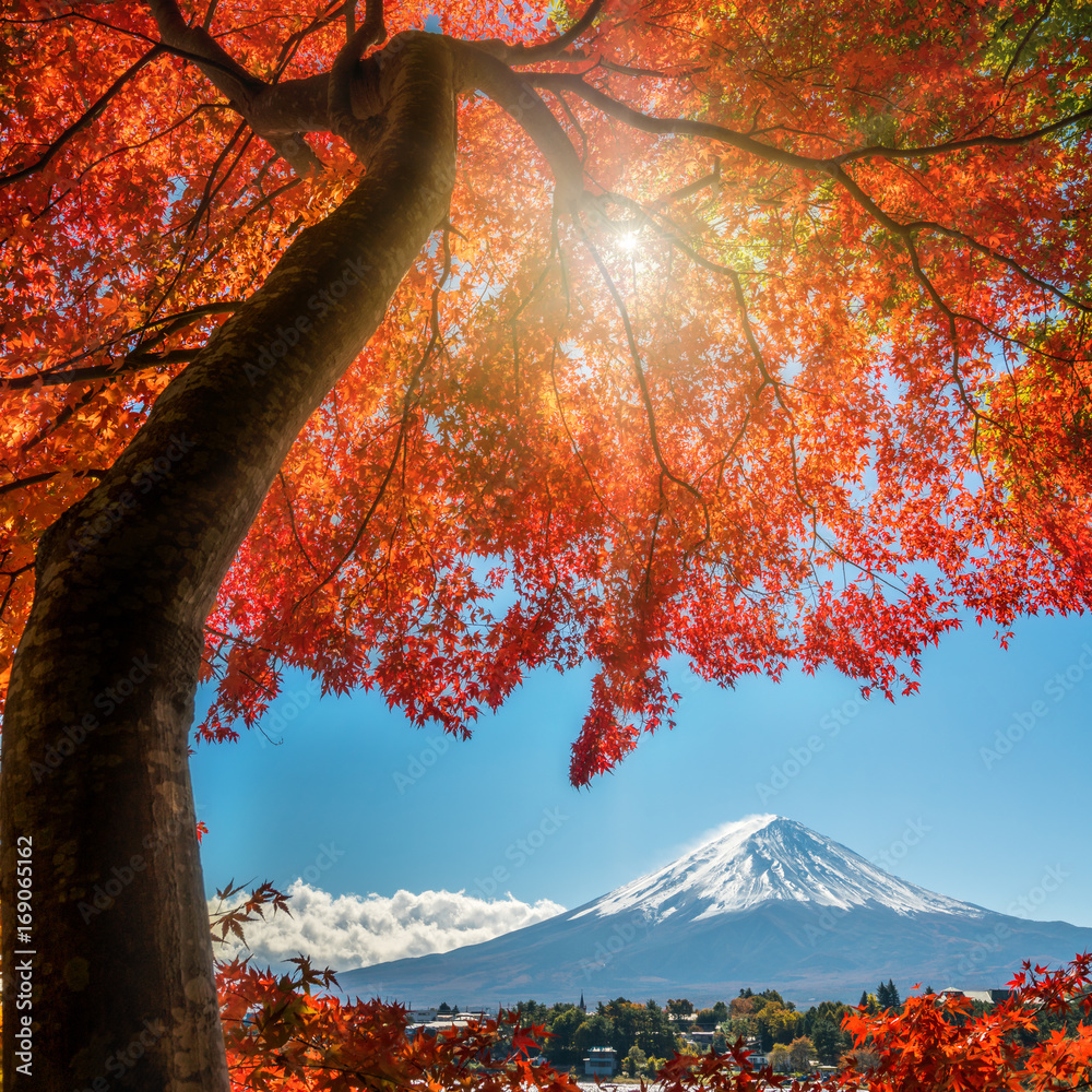 日本秋色富士山