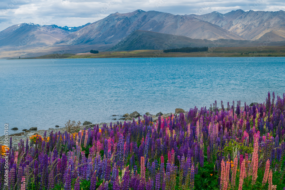 新西兰Tekapo Lupin湖景观