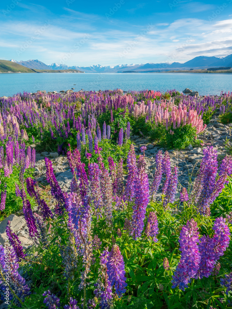 新西兰Tekapo Lupin湖景观