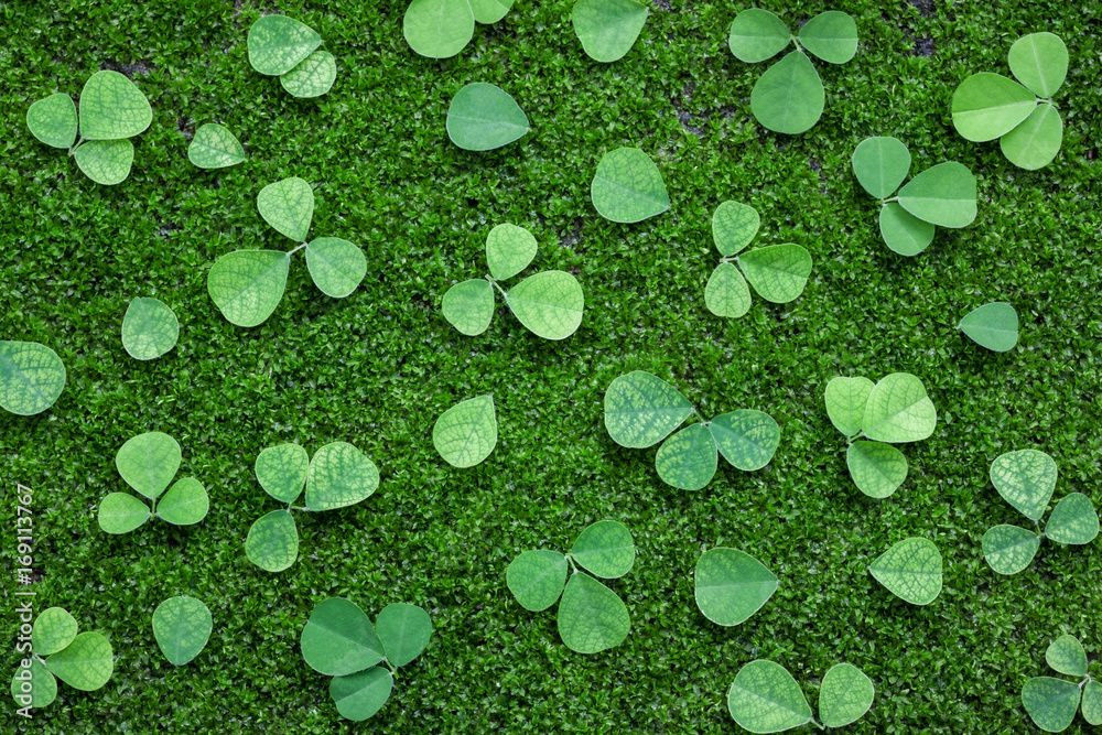 绿色苔藓植物背景上的抽象绿叶