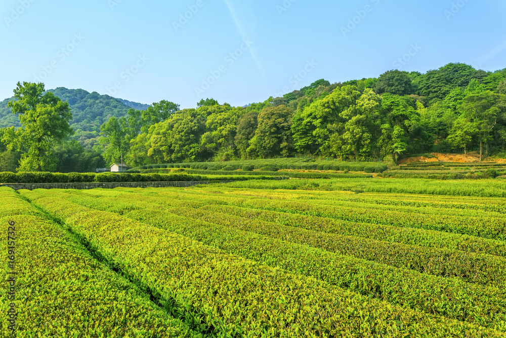 杭州西湖龙井村