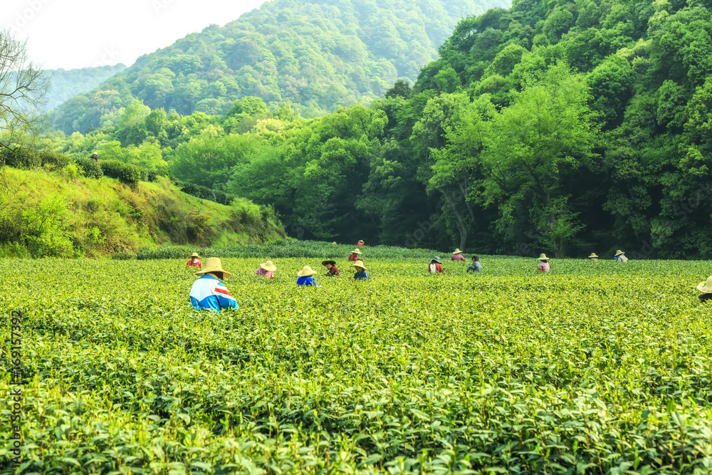 杭州西湖龙井村