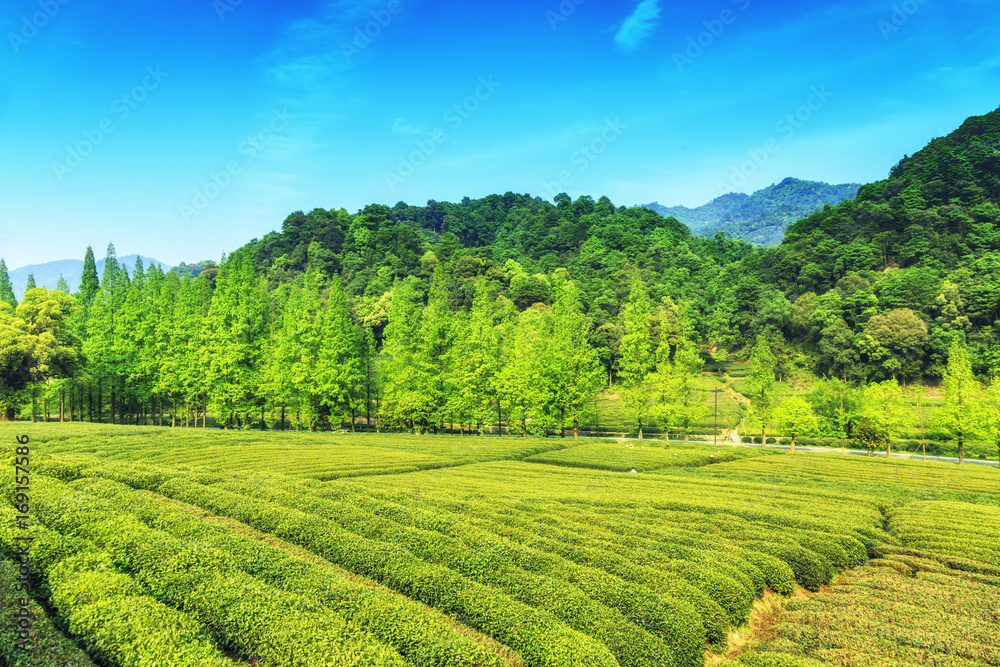 杭州西湖龙井村