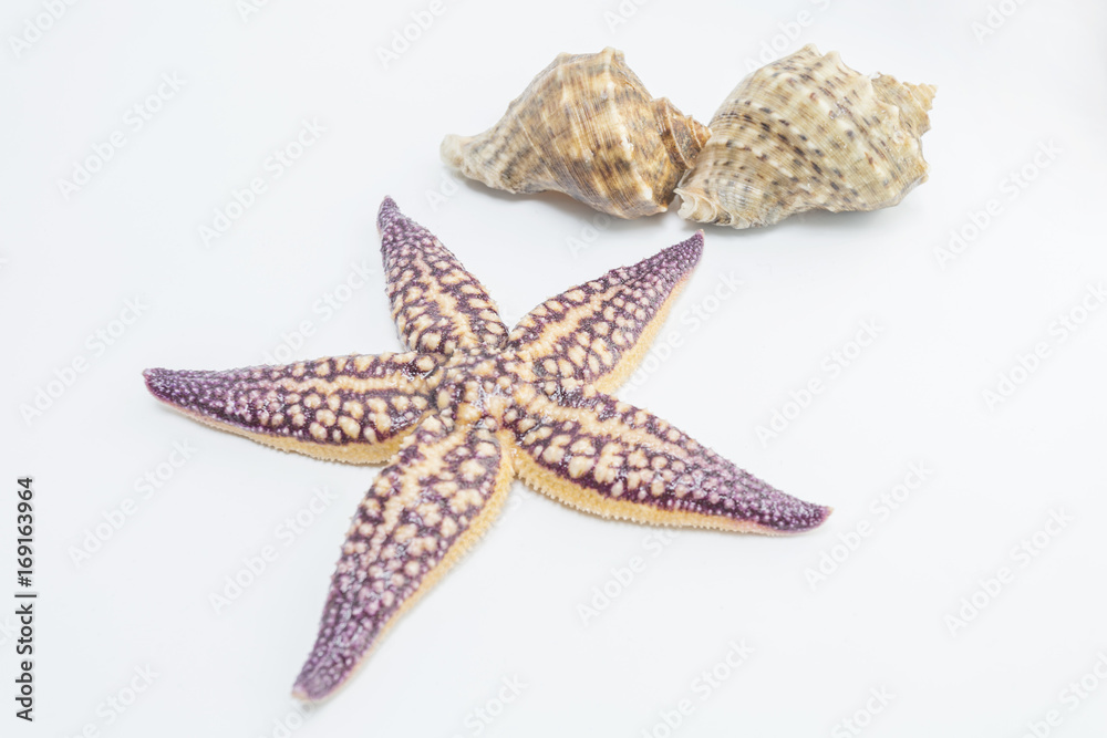 Starfish Conch