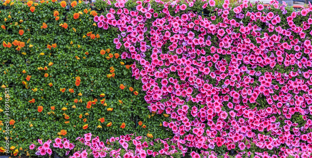 花卉植物墙