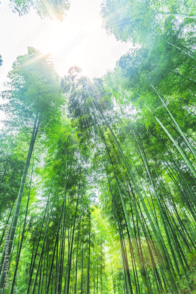 bamboo forest