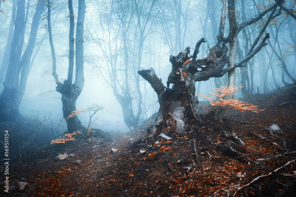 Magical autumn forest in blue fog. Colorful landscape with beautiful enchanted old trees and red fol