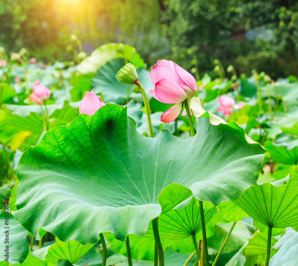 美丽的荷花在池塘自然景观中绽放