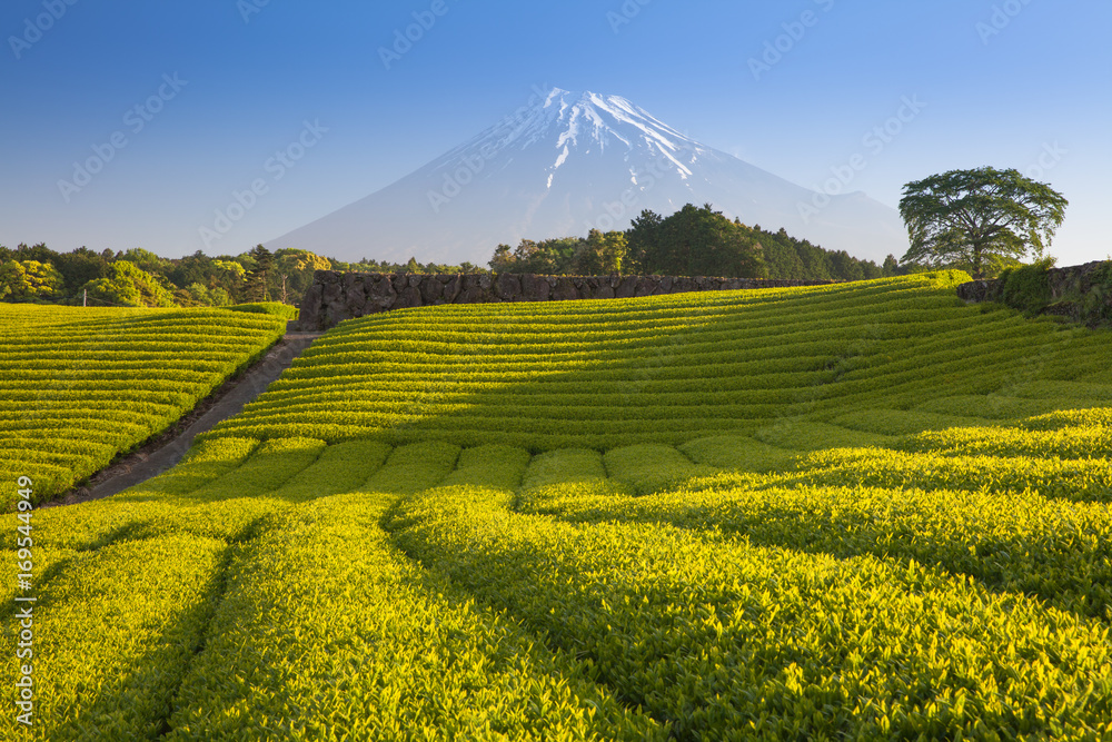 静冈县春天的茶园和富士山