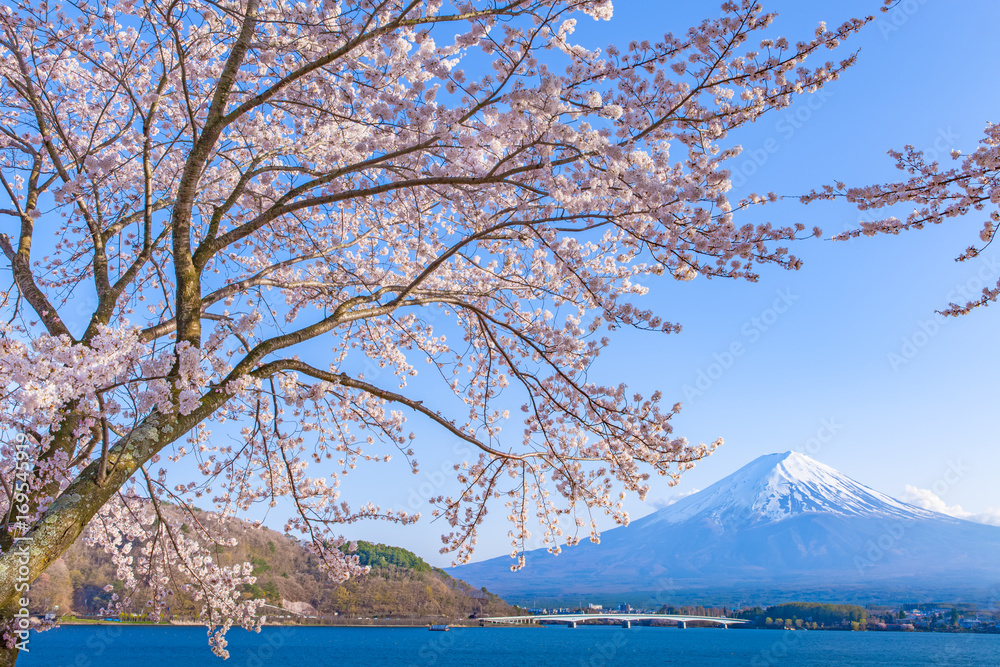 日本春季川口湖樱花和富士山