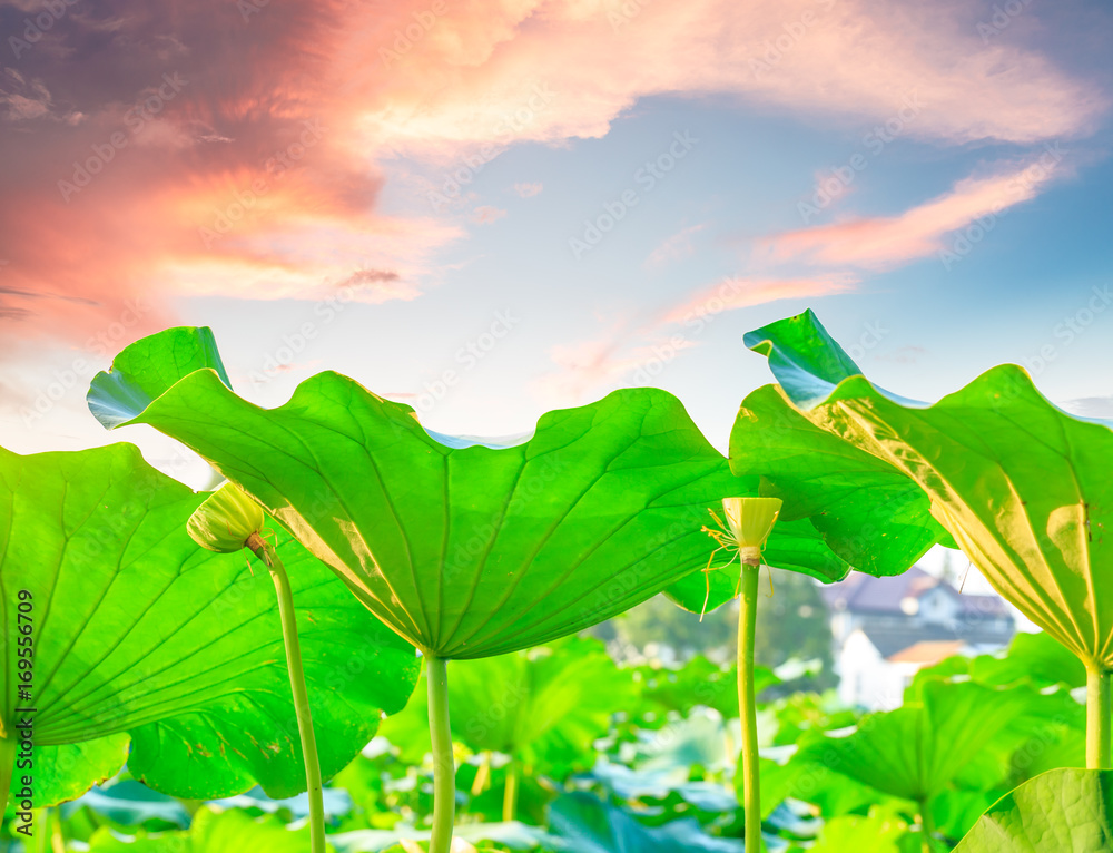 Green lotus leaf grows in pond,low angle shot