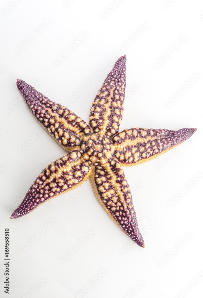 Starfish Conch