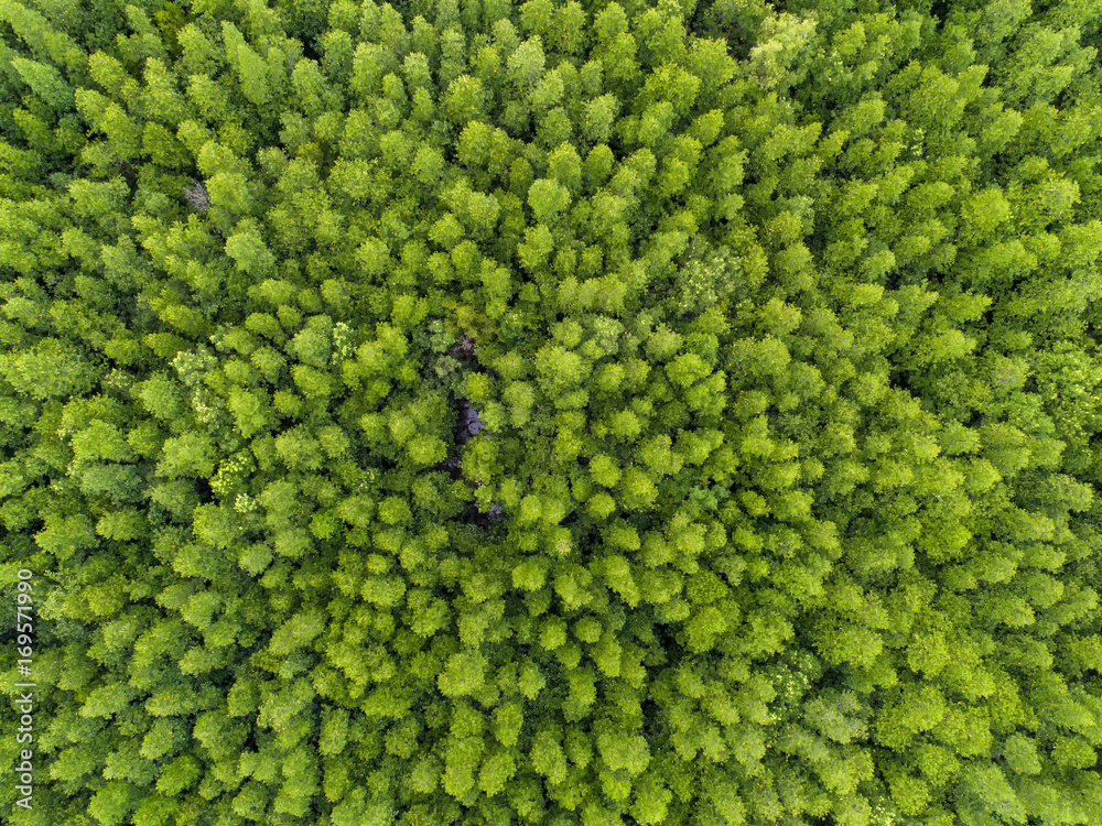 top view tree, beautiful background ,aerial view , mangrove forest, Natural grass texture