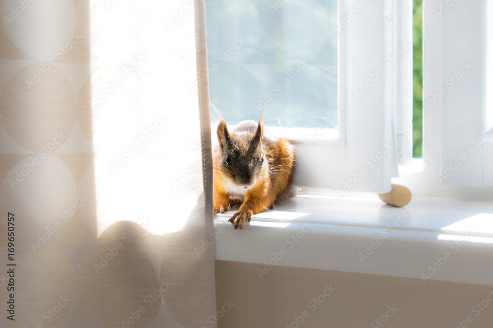 Squirrel hiding under curtain on the windowsill