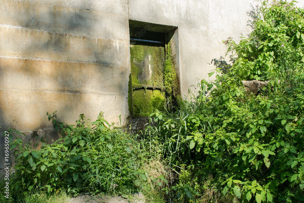 Old door in wall overgrowth by gross