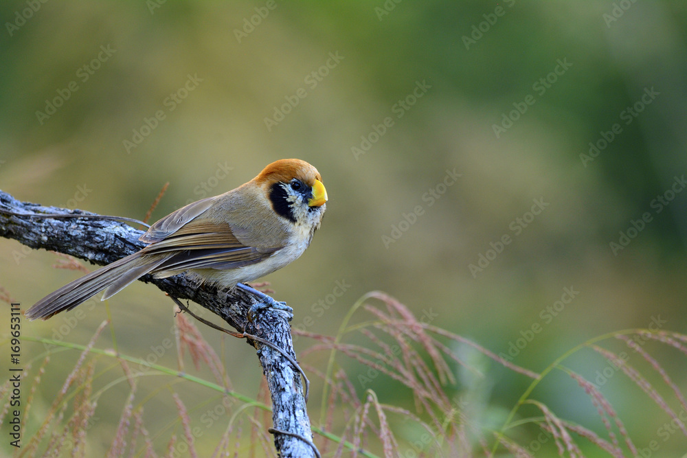 斑胸鹦鹉（Paradogornis guttaticollis）美丽的棕色鸟，有黑色的脸颊和斑点