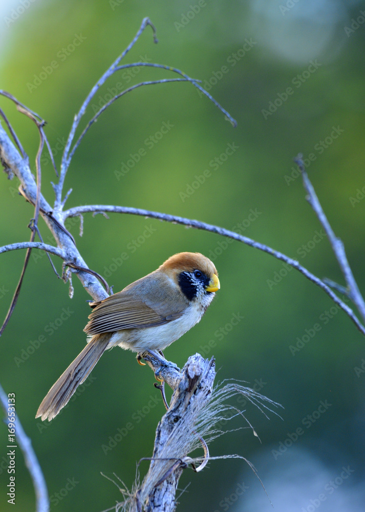 斑胸鹦鹉（Paradogornis guttaticollis）美丽的棕色鸟，有黑色的脸颊和斑点