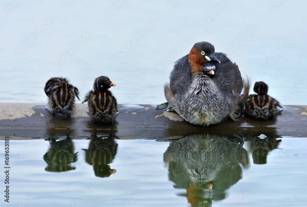 温暖的小灰鼠或Dabchick（红腹鲎）家庭，有很多小鸡和妈妈聚集