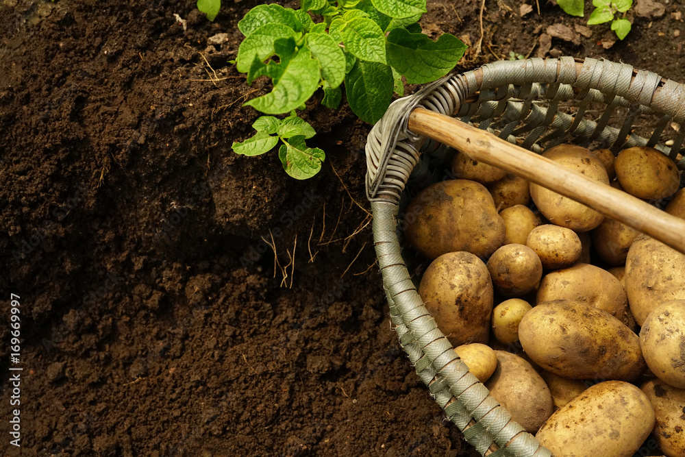 Fresh organic potatoes in the field. Background many large potatoes  in the basket and green leaves 