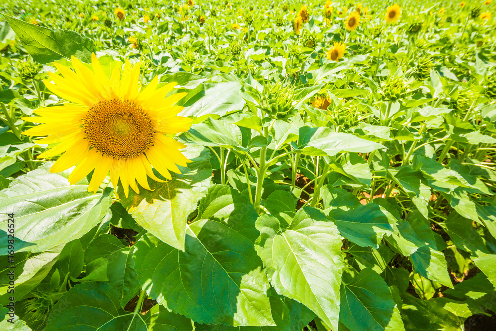 ひまわりの花