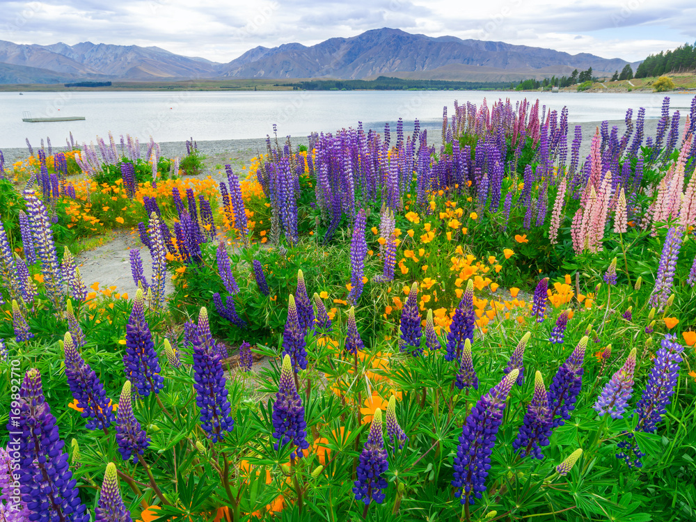 新西兰Tekapo Lupin湖景观