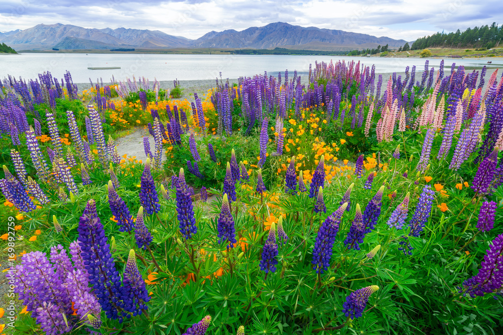 新西兰Tekapo Lupin湖景观