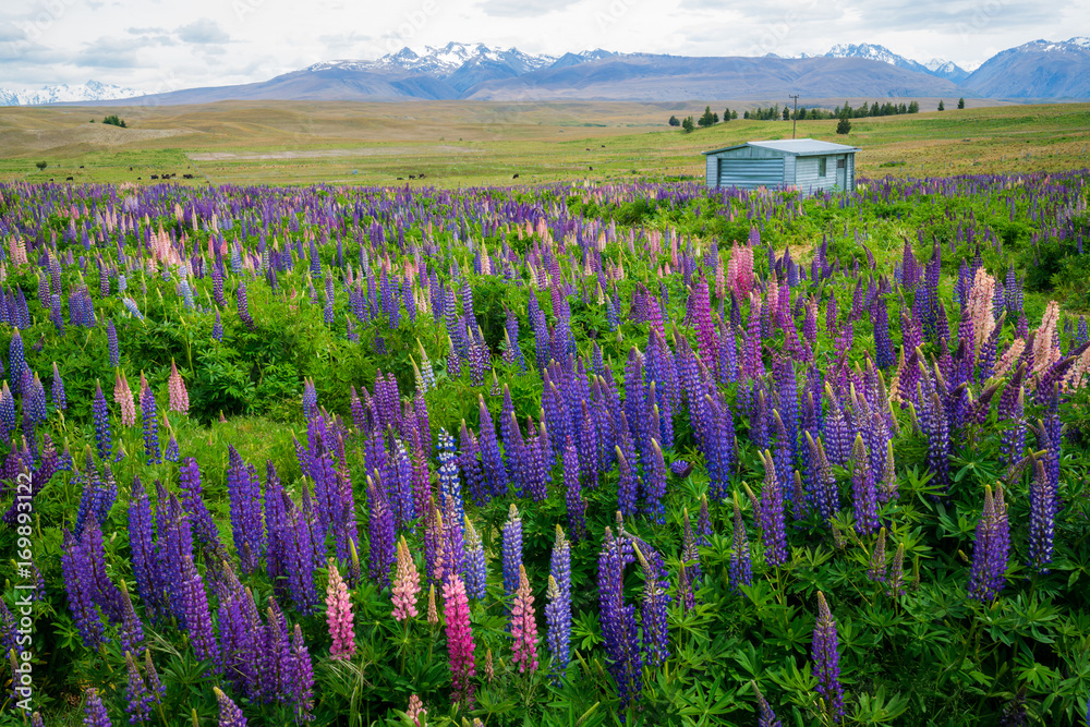 新西兰Tekapo Lupin湖景观