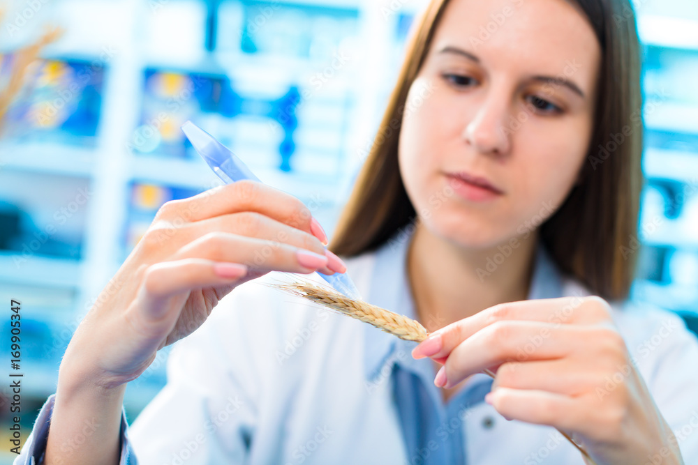 Selective and genetic work with seeds and grains in a scientific laboratory. Food quality control