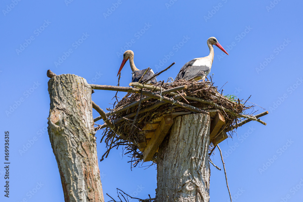 Storks in the nest, Poland