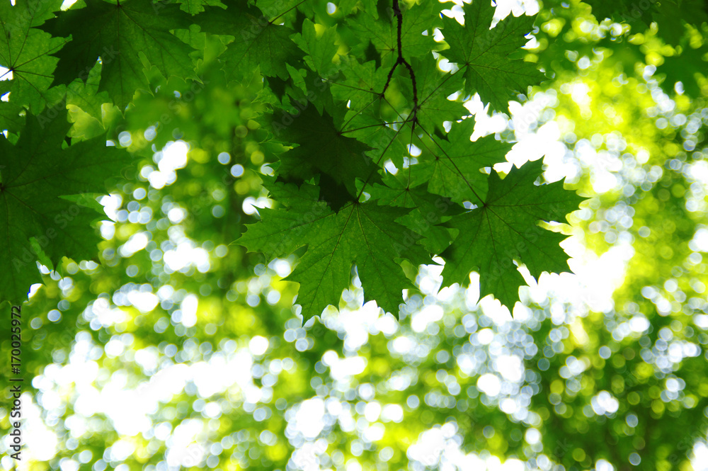 Green leaves on  bokeh