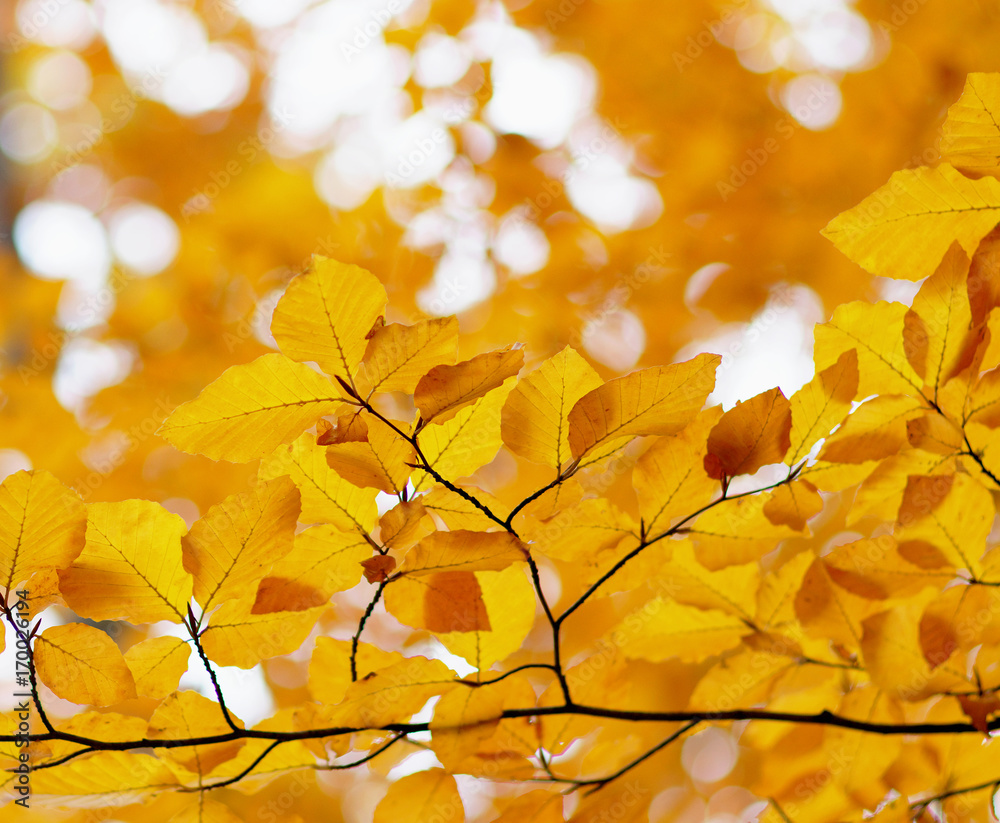  Autumn leaves  background.