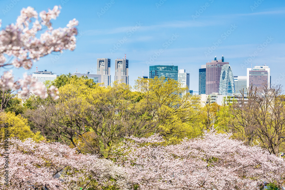 都会の桜