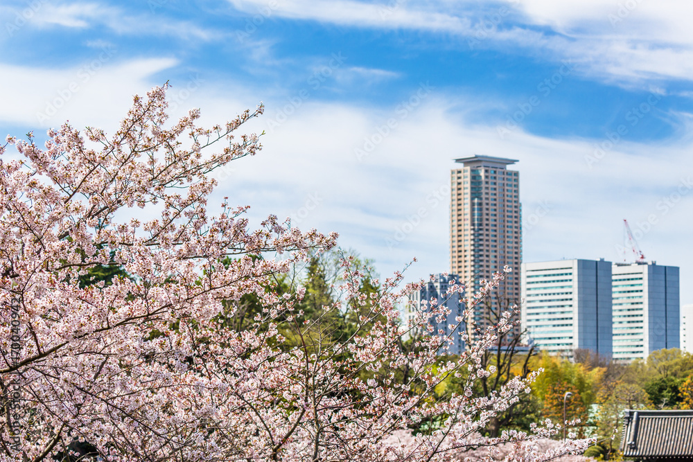 都会の桜