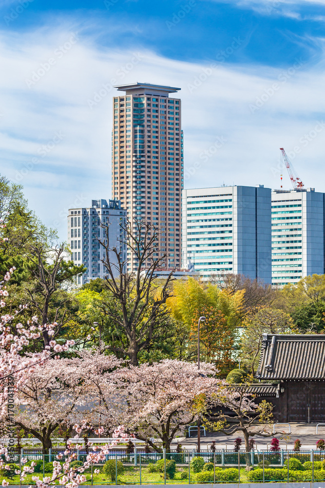 都会の桜