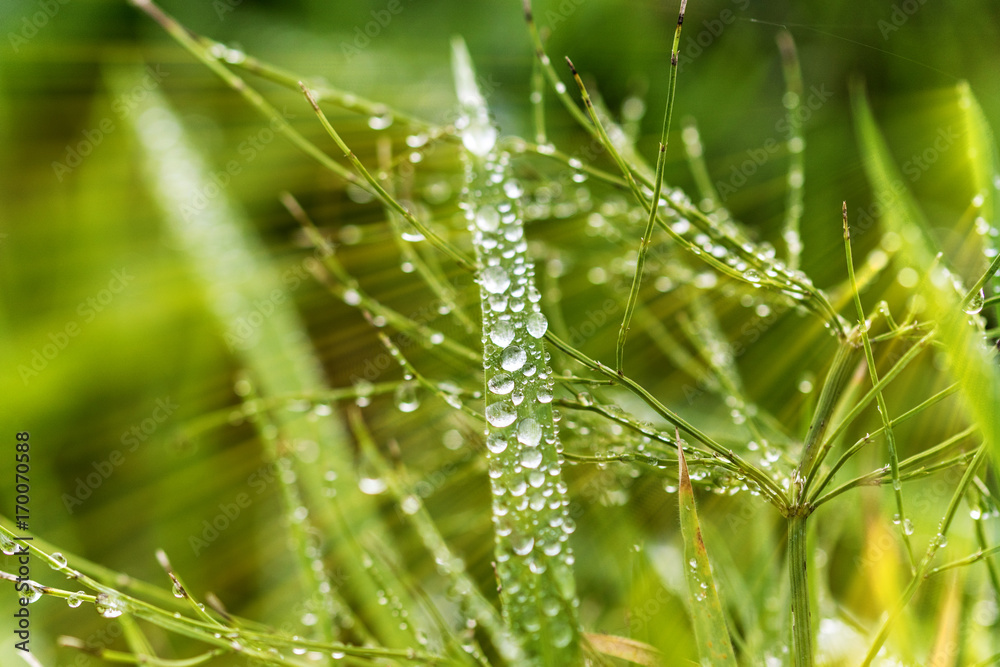 Tautropfen auf frischem Gras