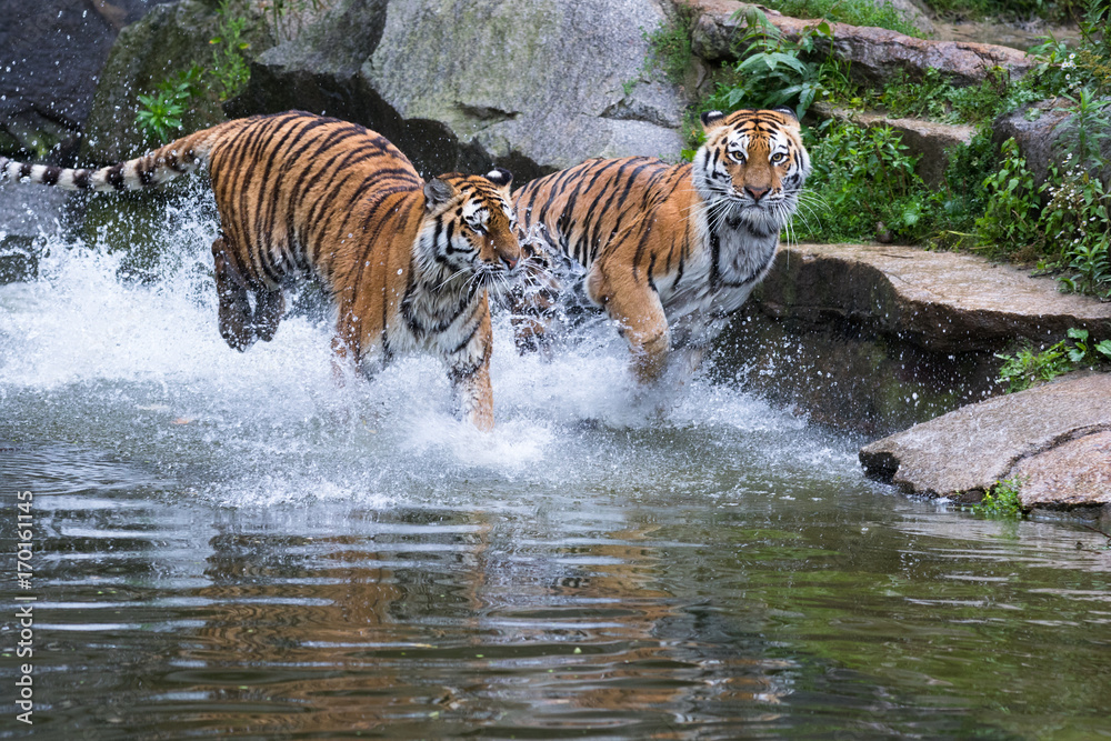 Amur tiger