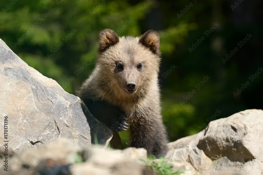 Brown bear cub