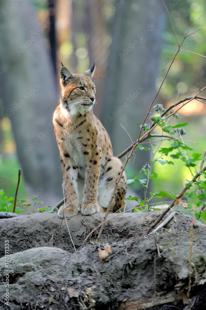 Eurasian Lynx in the forest