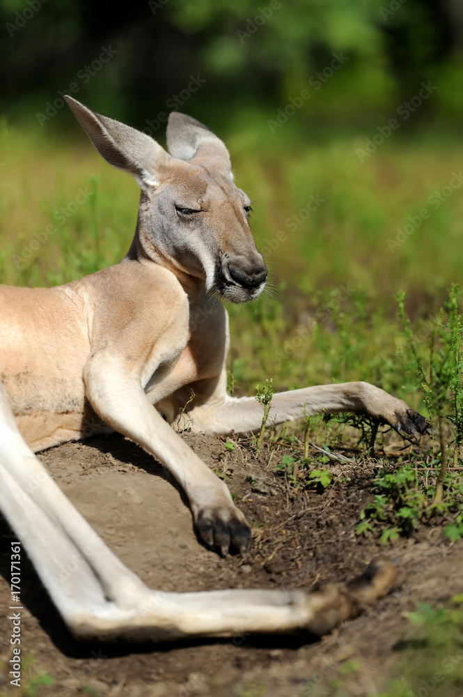 Kangaroo in grass