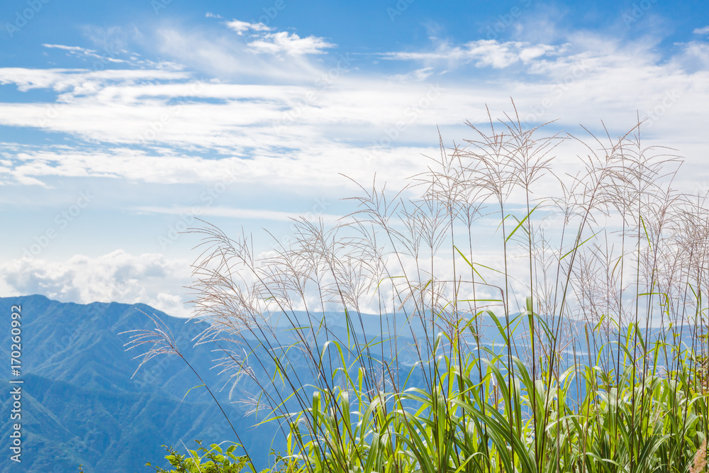 三つ峠から見る山並とススキ