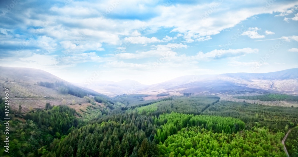 Trees growing on landscape