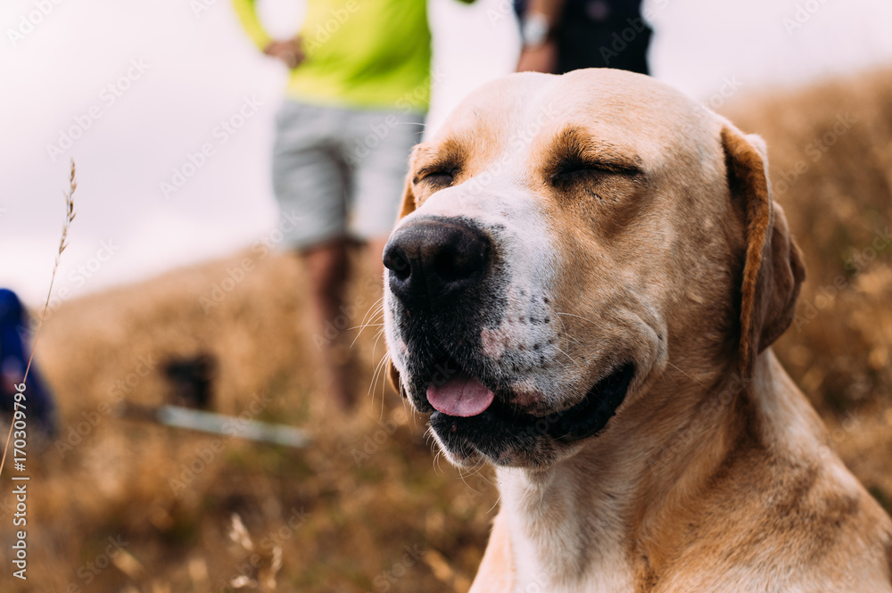 微笑的拉布拉多犬