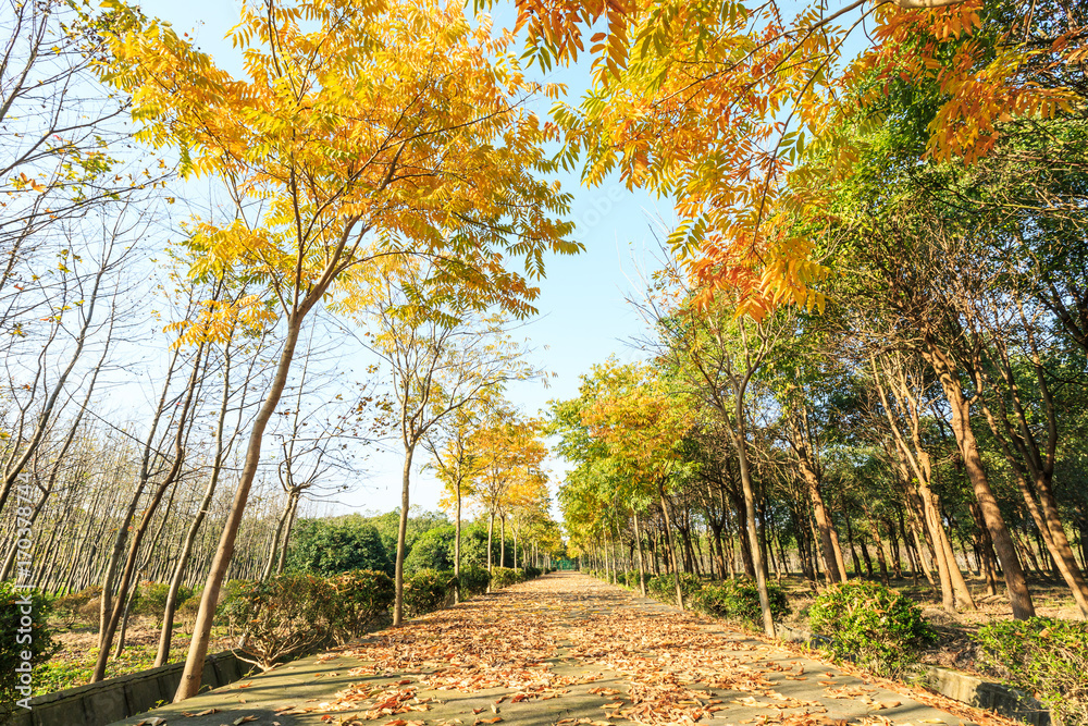 公园里美丽的秋天的树和路