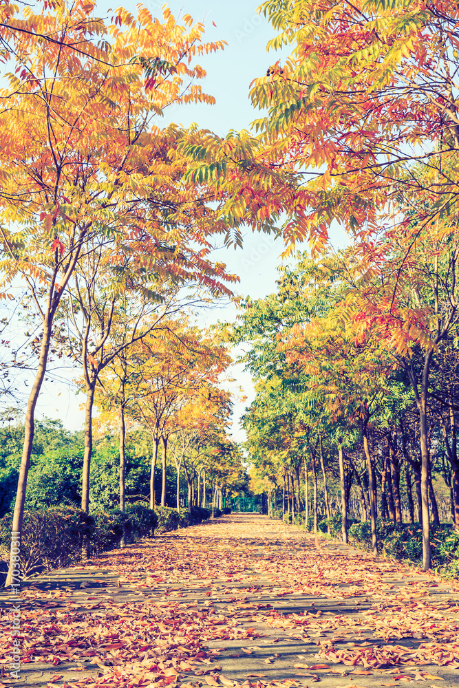 Beautiful autumn tree and road in the park